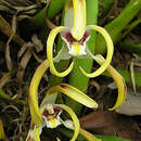 Imagem de Maxillaria setigera Lindl.