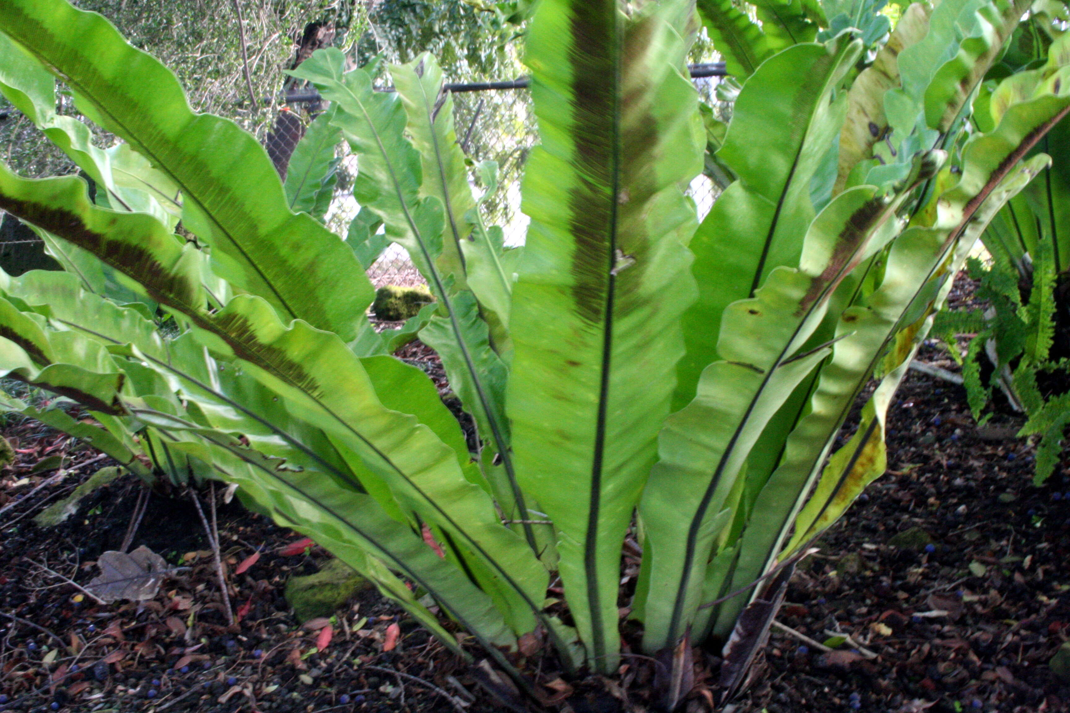 Image of Aspeniaceae