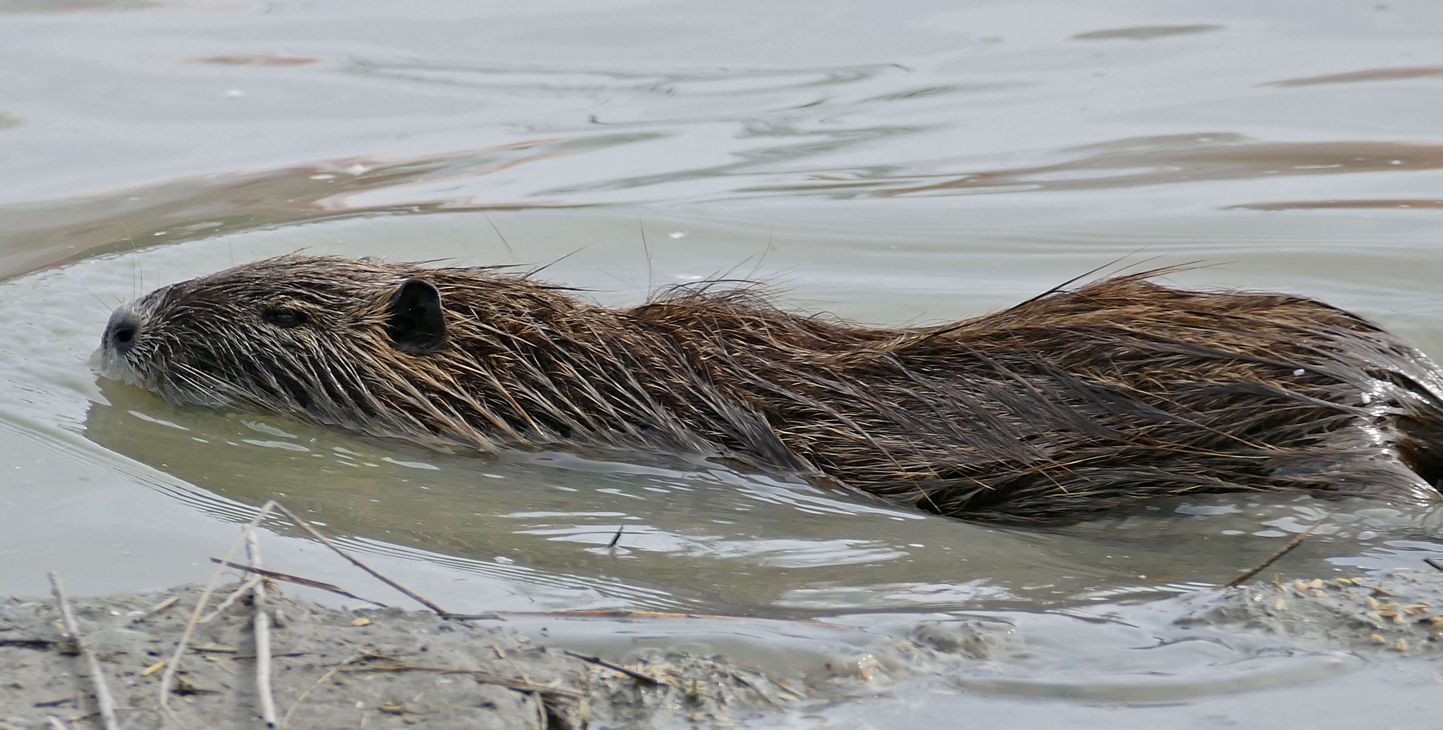 Image of American spiny rats