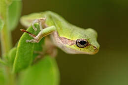 Image of Pine Woods Treefrog