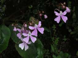 Impatiens acaulis Arn. resmi