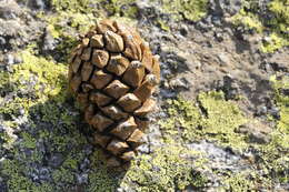 Image of Mountain Pine