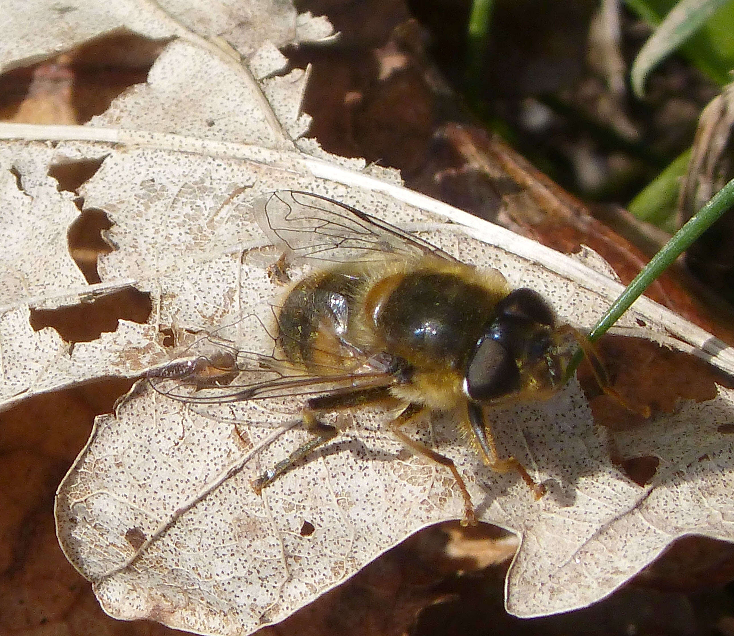 Image of Eristalis