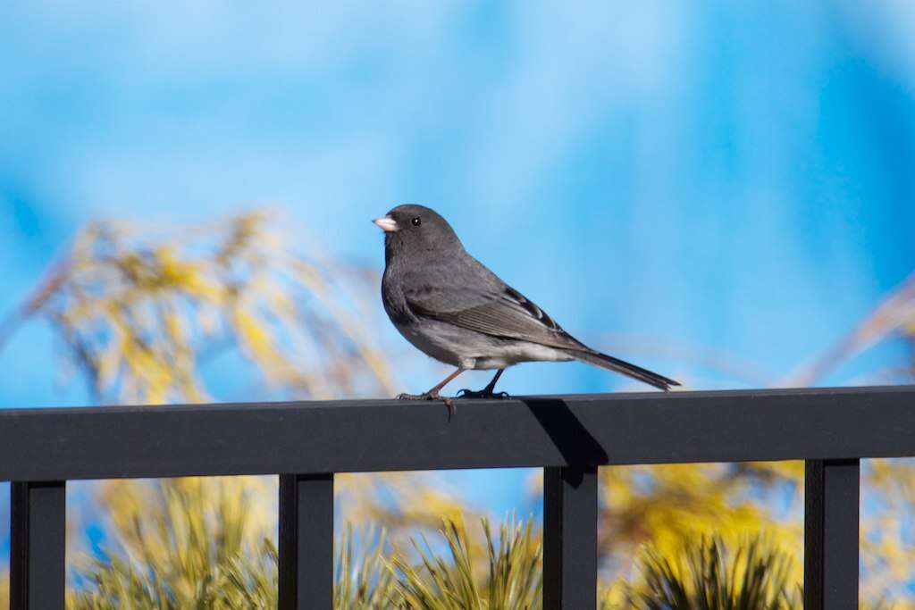 Image of juncos