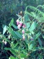 Lyonia lucida (Lam.) C. Koch resmi