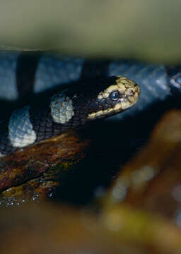 Image of Banded sea krait