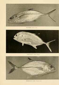 Image of Bigeye jacks