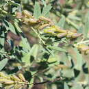 Image of Crotalaria novaehollandiae subsp. novaehollandiae