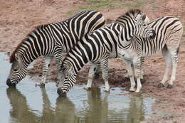 Image of Burchell's Zebra