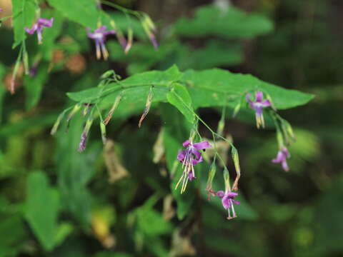 Image of rattlesnakeroot