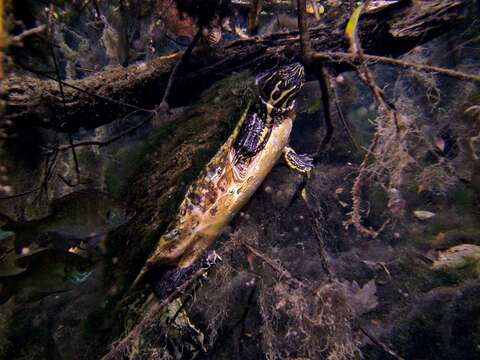 Image of Peninsula Cooter