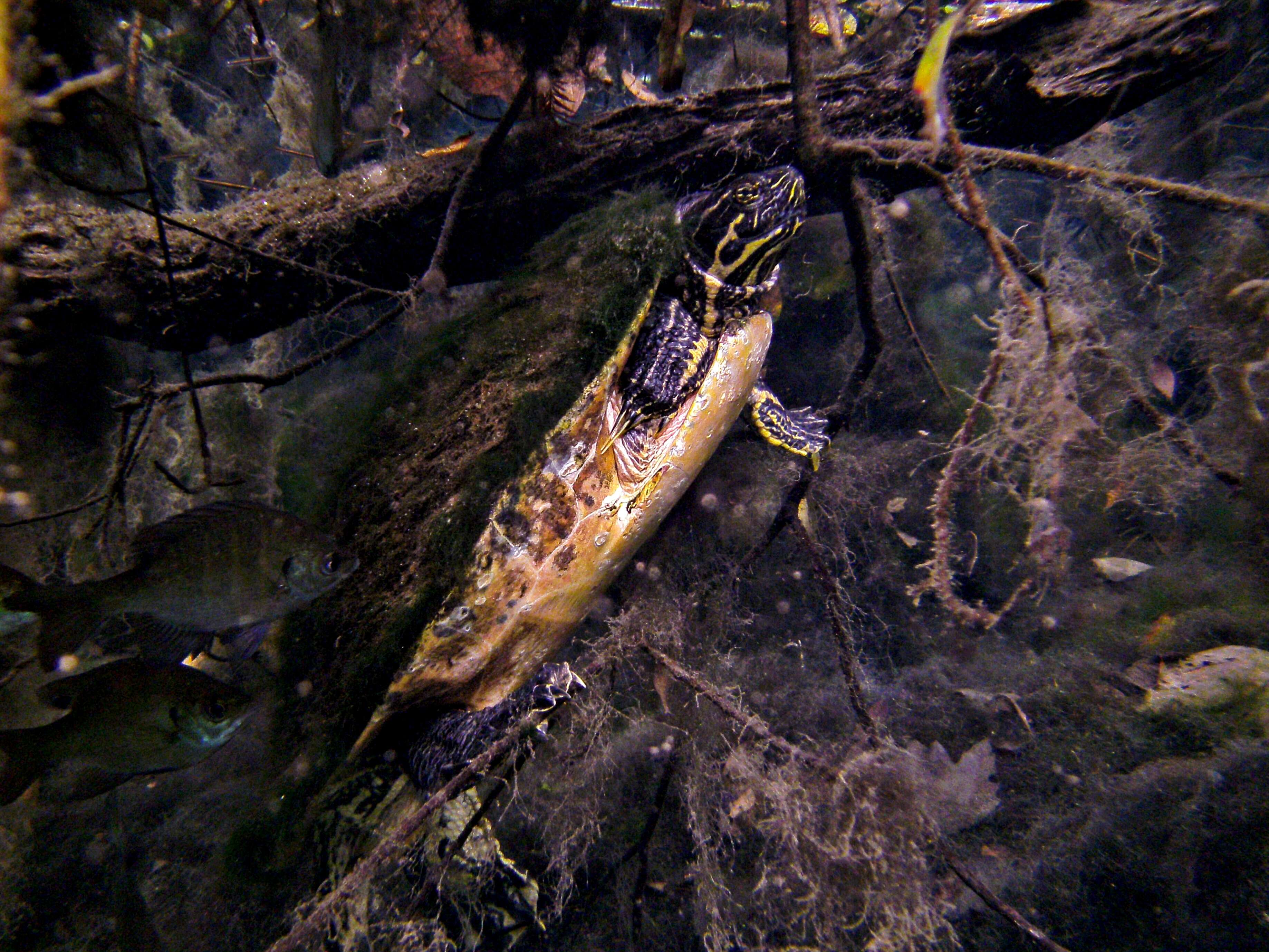 Image of Cooter Turtles