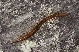 Image of millipedes