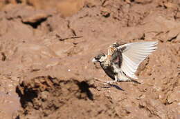 صورة Eremopterix leucotis (Stanley 1814)