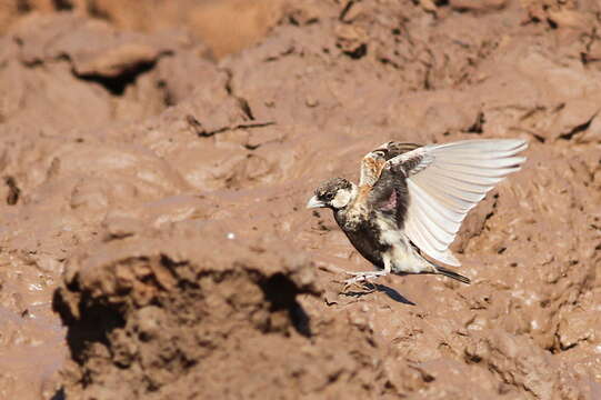 Eremopterix leucotis (Stanley 1814) resmi