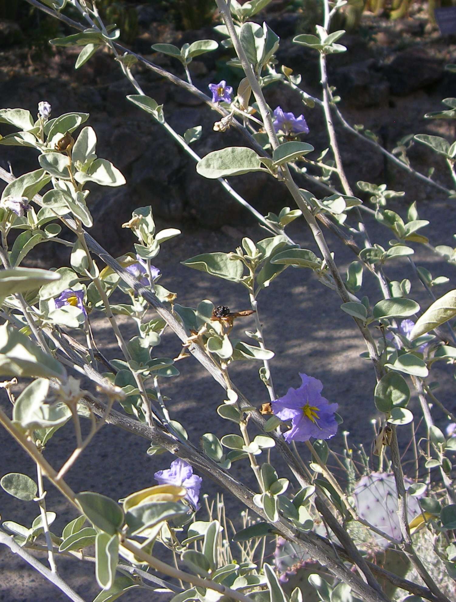 Image of Hinds' nightshade