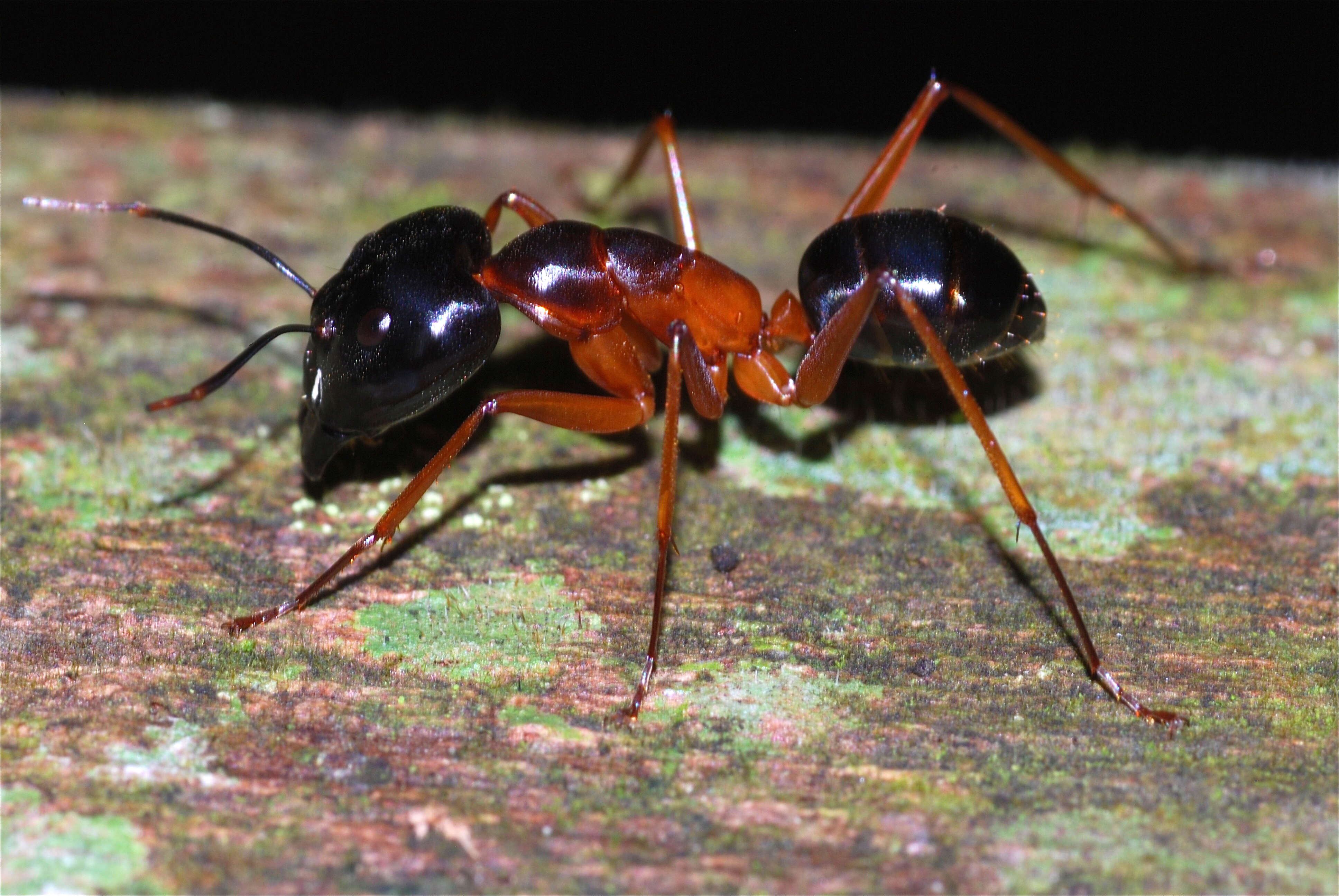 Plancia ëd Camponotus festinus (Smith 1857)