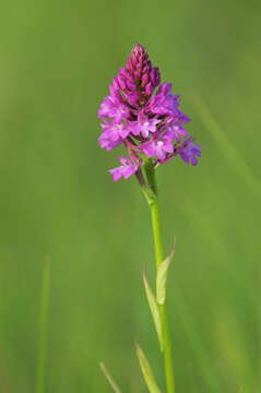 صورة Anacamptis pyramidalis (L.) Rich.