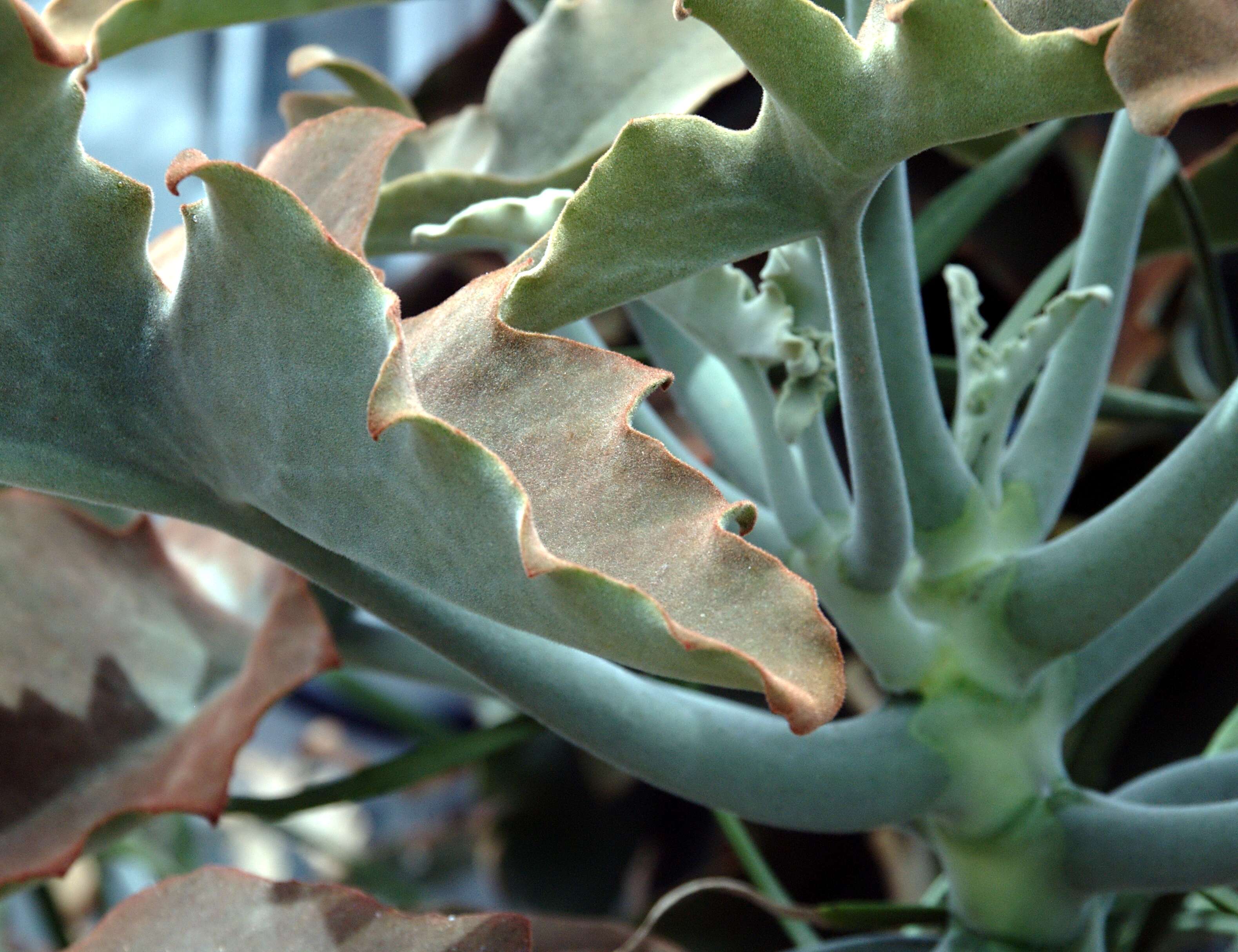 Image of Elephant's ear Kalanchoe