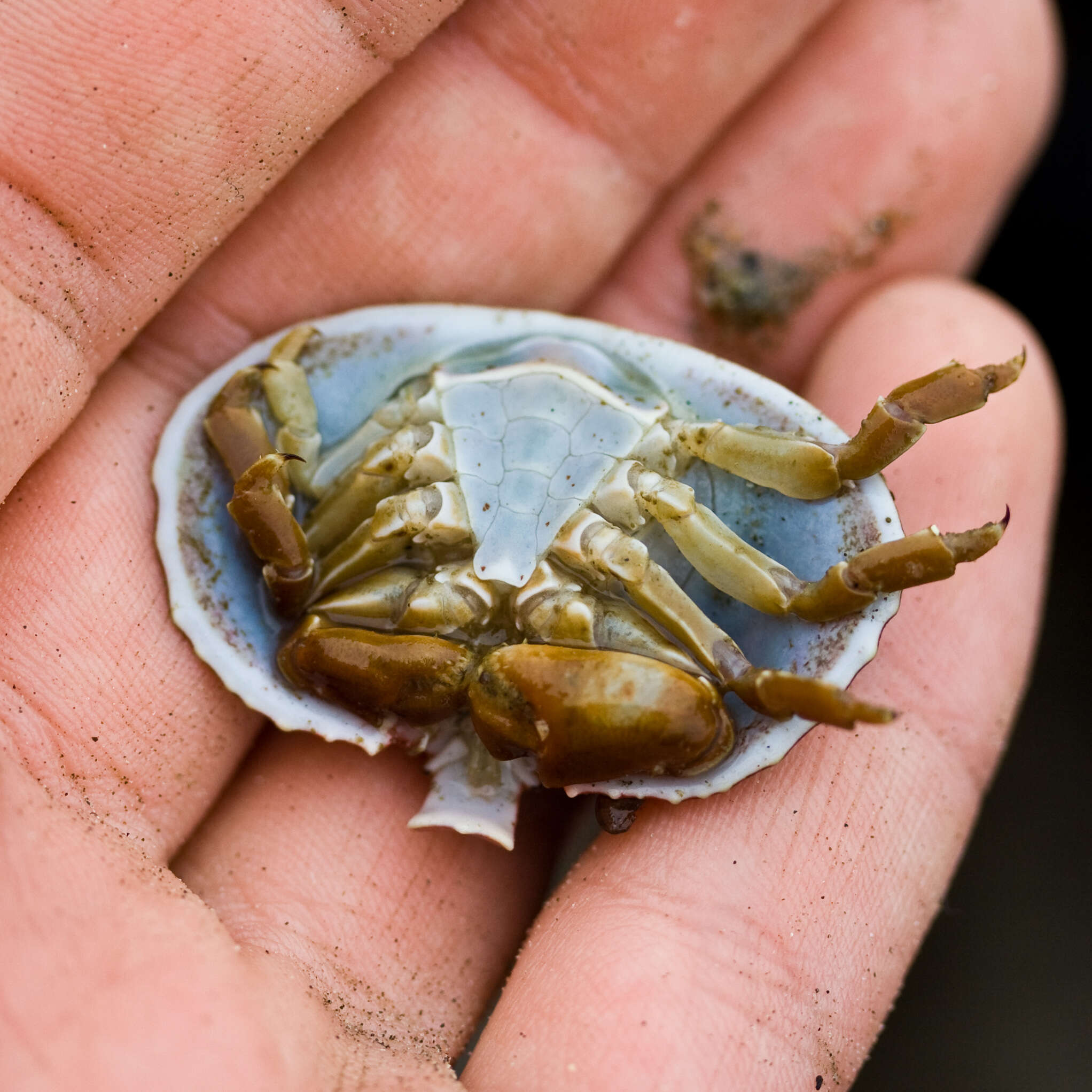 Image of turtle crab