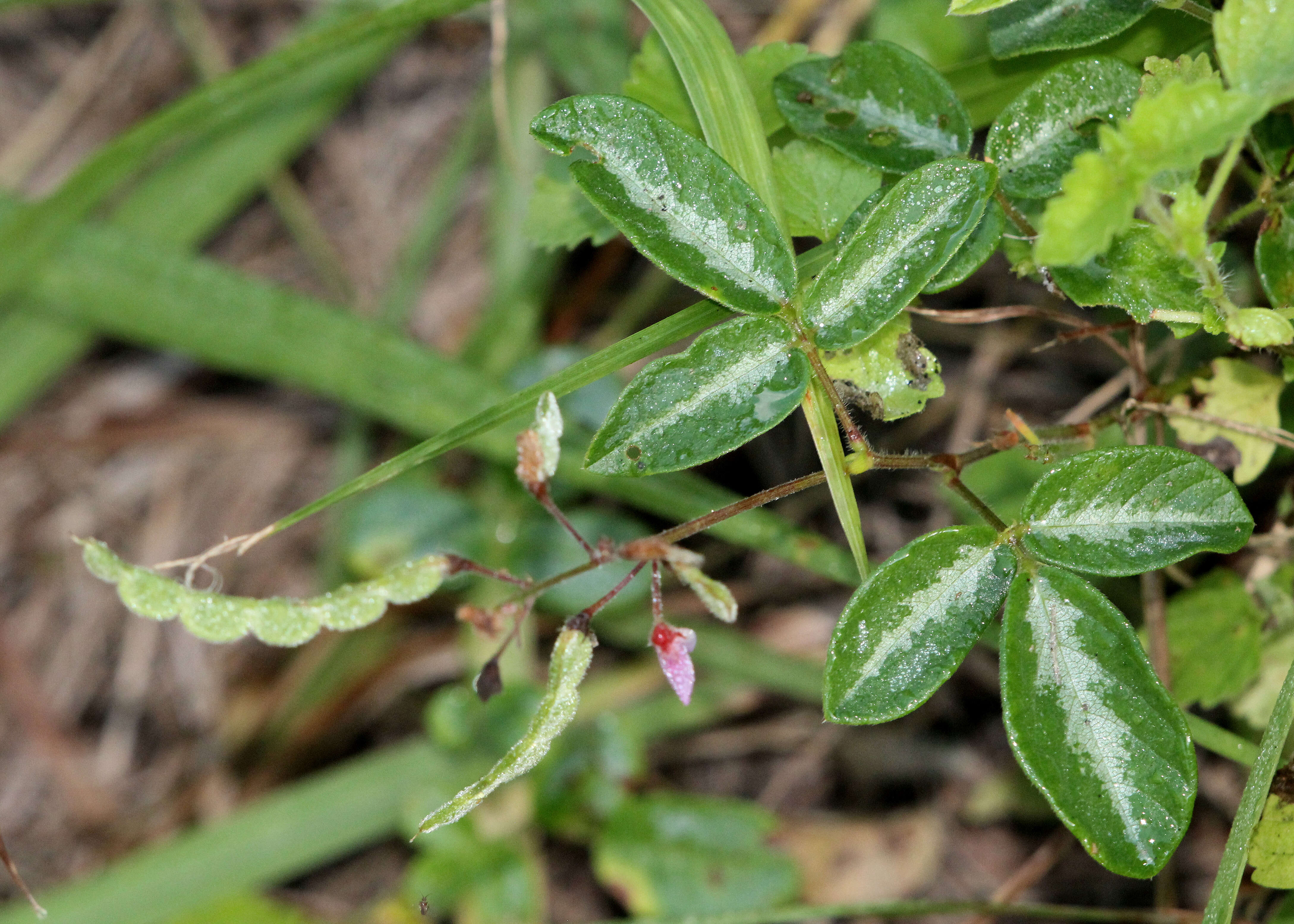 Image of ticktrefoil