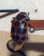 Image of Spotted Lady Beetle