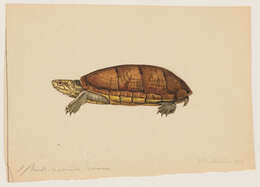 Image of Scorpion mud turtle