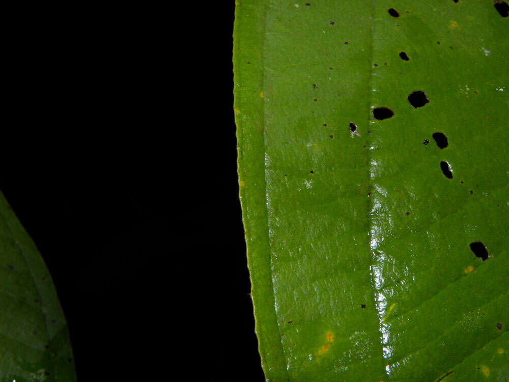 Image of Miconia elata (Sw.) DC.