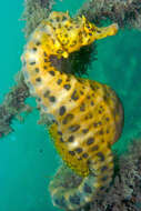 Image of Big-belly Seahorse