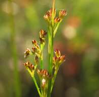 Juncus acutiflorus Ehrh. ex Hoffm. resmi