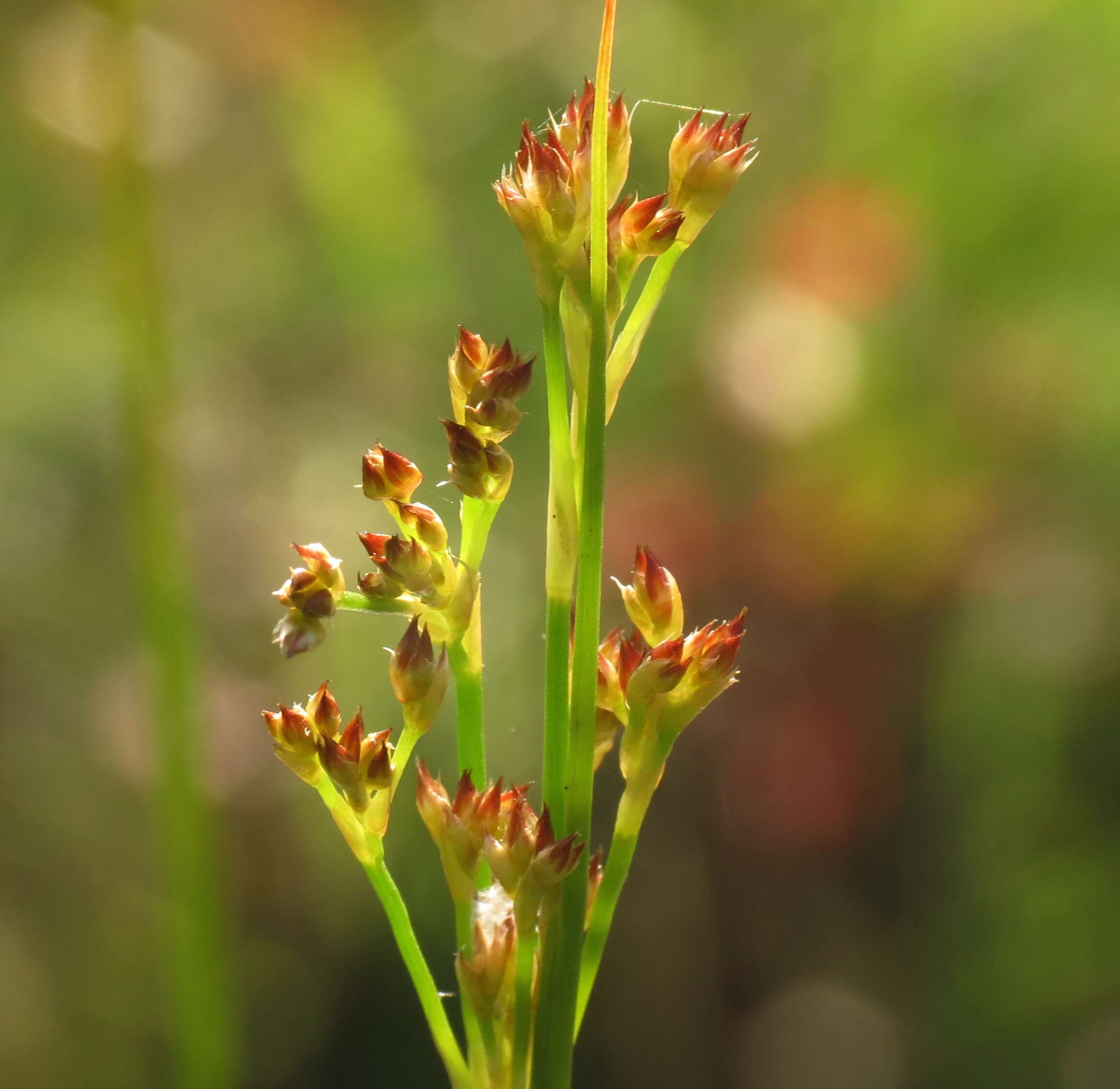 Juncus acutiflorus Ehrh. ex Hoffm. resmi