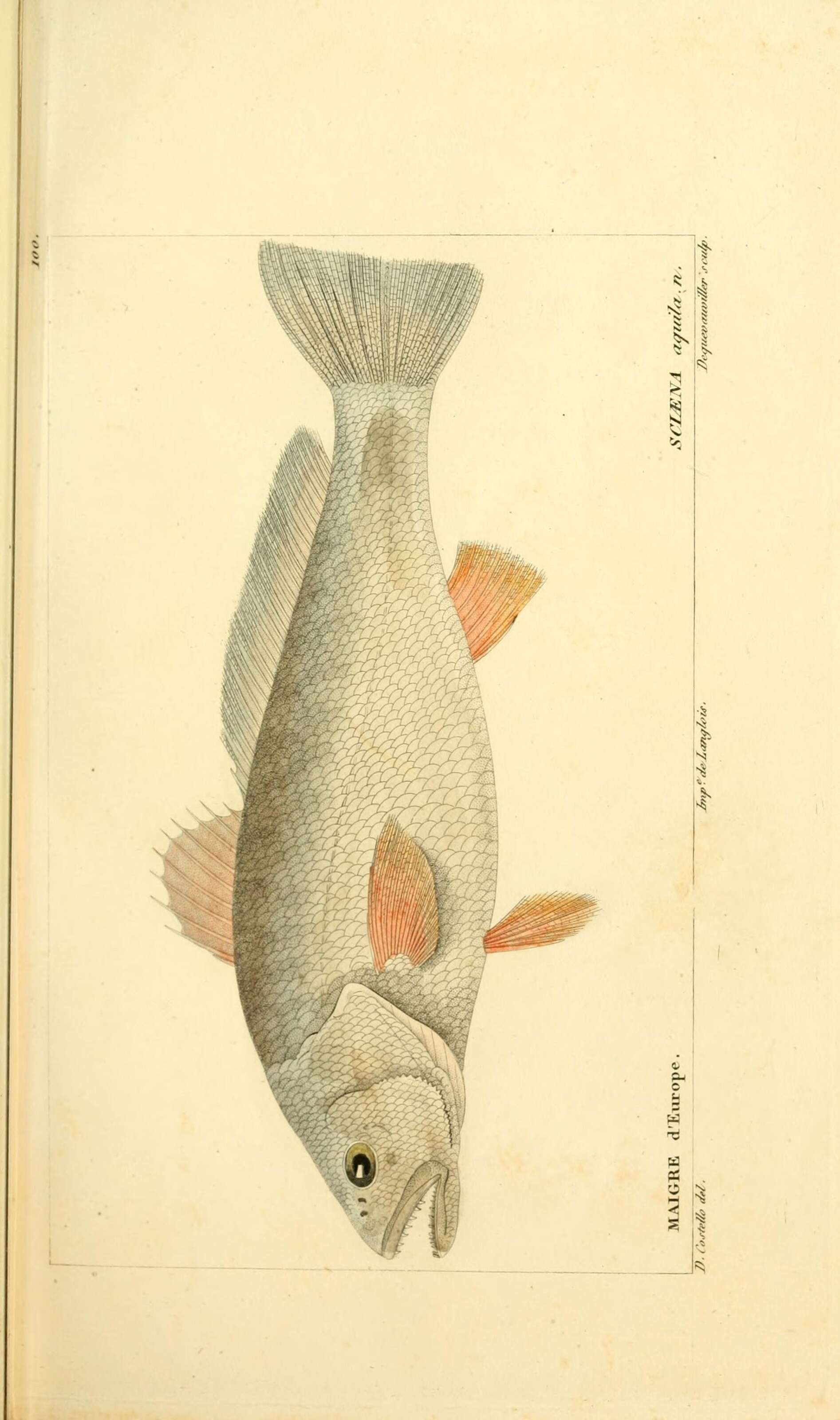 Image of Croaker