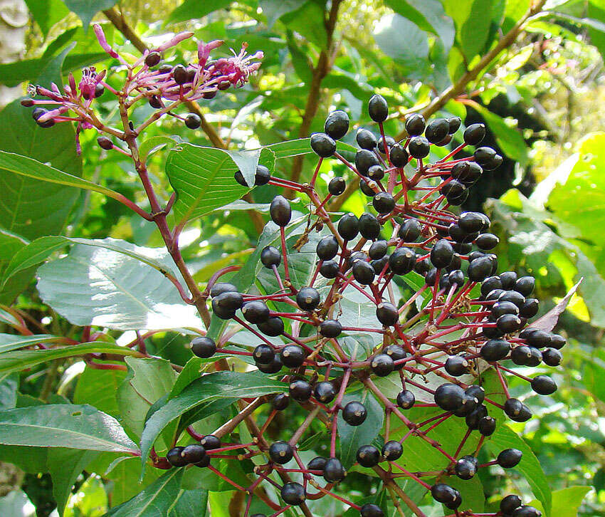 Image of shrubby fuchsia