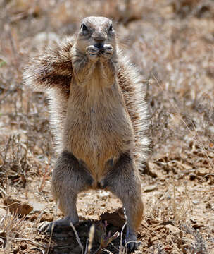 Слика од Xerus subgen. Geosciurus Smith 1834