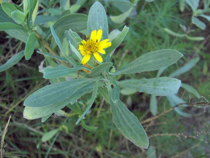 Image of seaside tansy