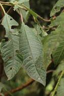 Image of Bolivian fuchsia