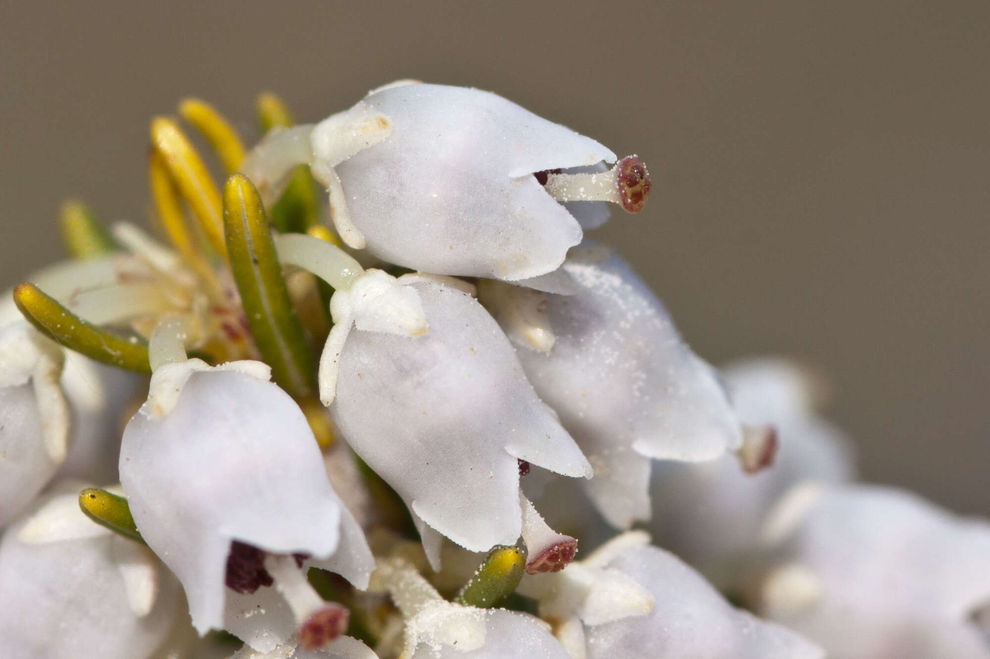 Image of Tree Heath