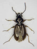 Image of bembidious beetles