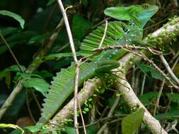 Image of helmet lizards