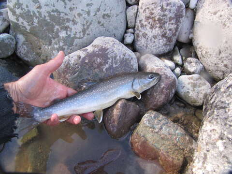 Image of Bull Trout