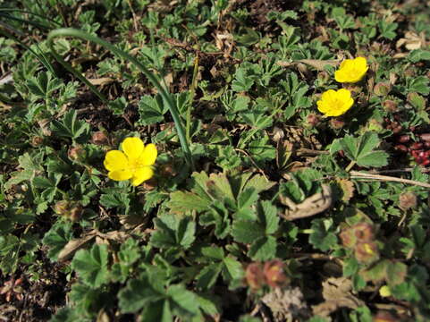 Image of Potentilla incana Gaertn. Mey. & Scherb.