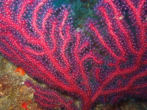 Image of chameleon sea fan