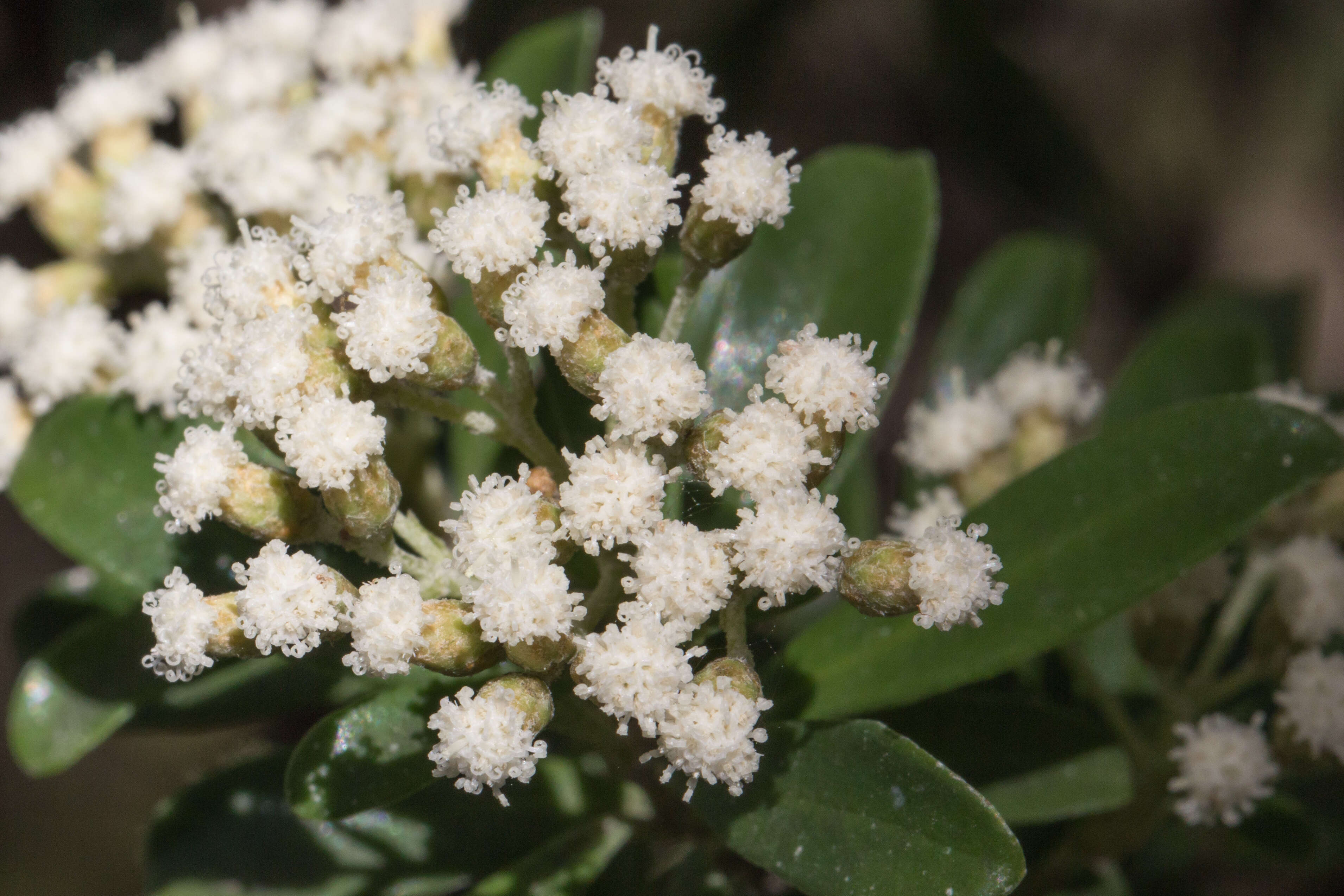 Image de Ozothamnus antennaria (DC.) Hook. fil.