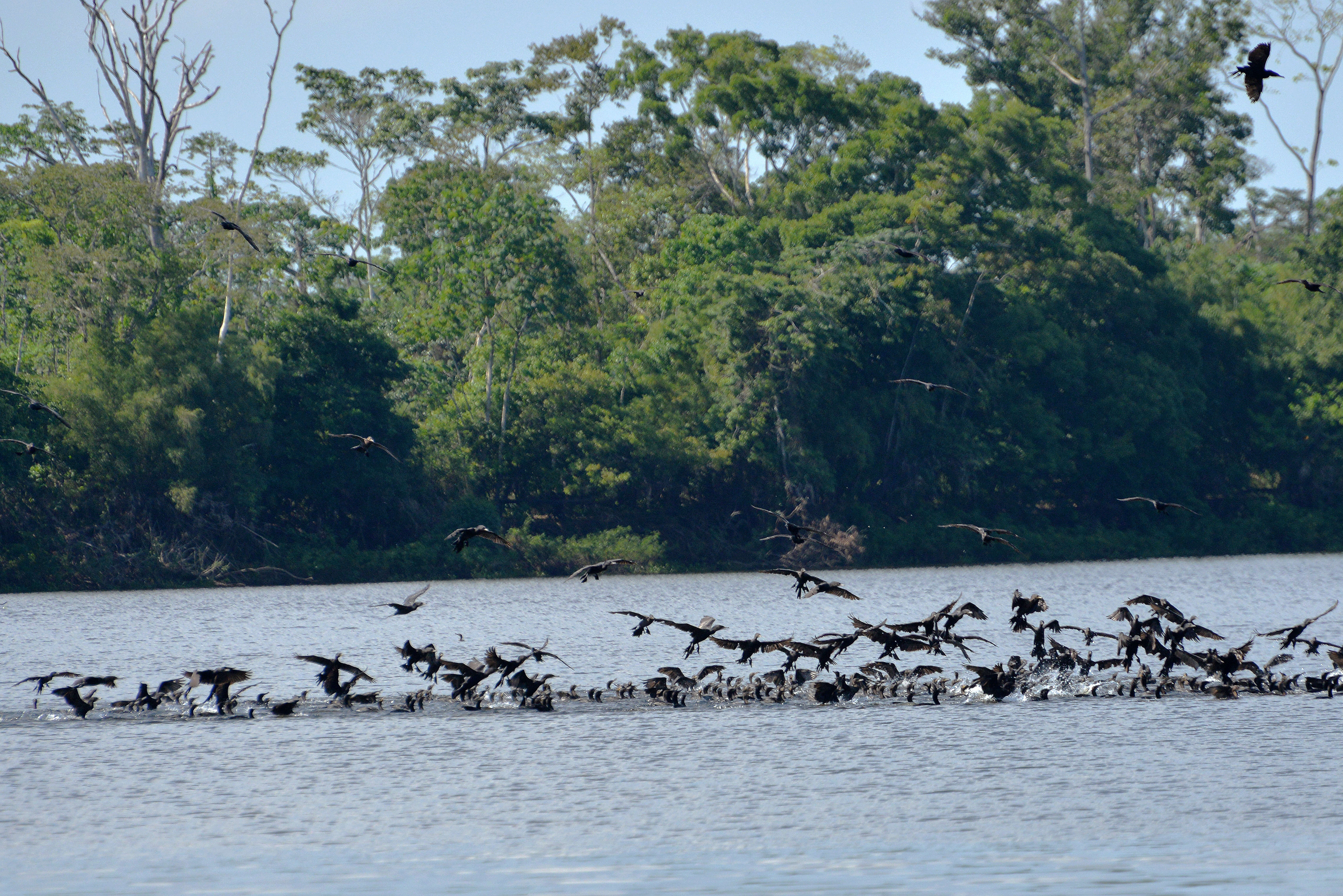 Image of neotropic cormorant