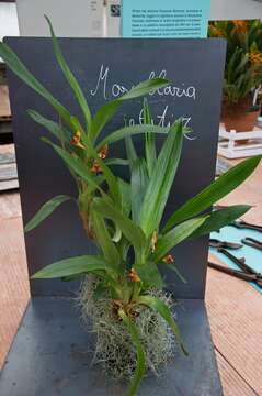 Maxillaria elatior (Rchb. fil.) Rchb. fil. resmi