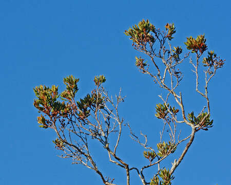 Image of rusty staggerbush