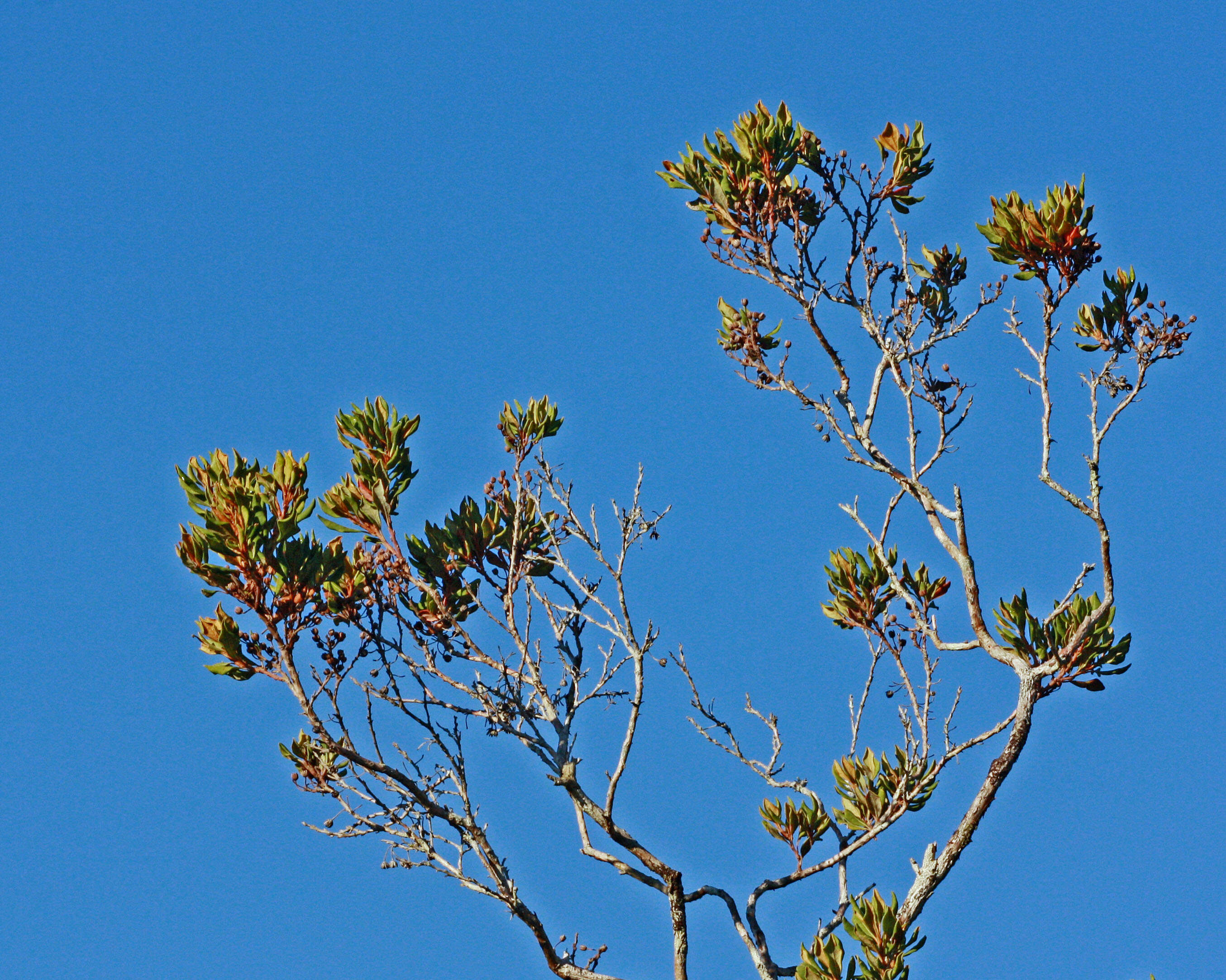 Image of Rusty Lyonia