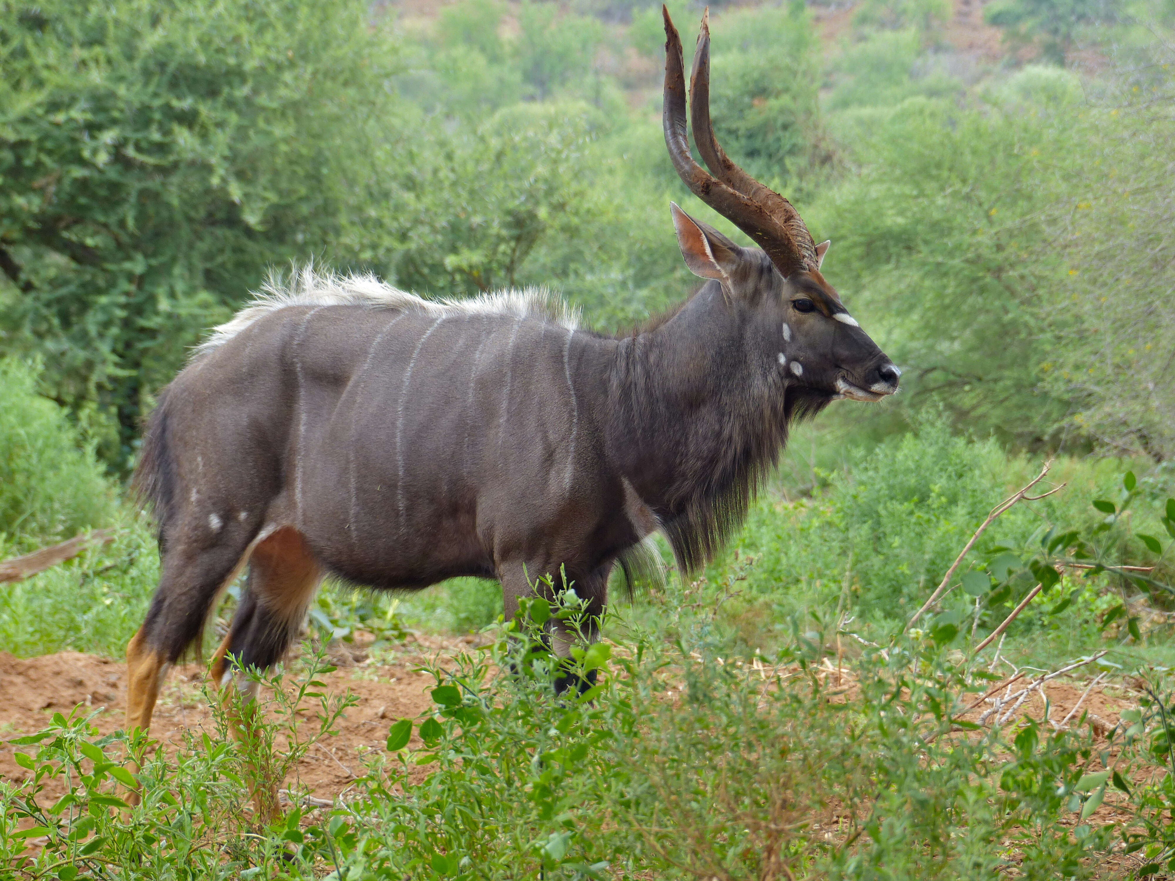 Image of Nyala