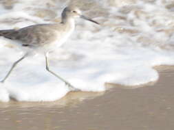 Image of Willet