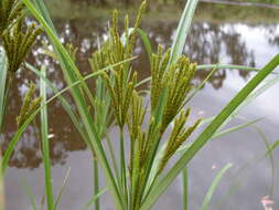 Image of Cyperus exaltatus Retz.